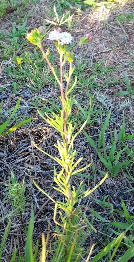 Stevia mercedensis habit