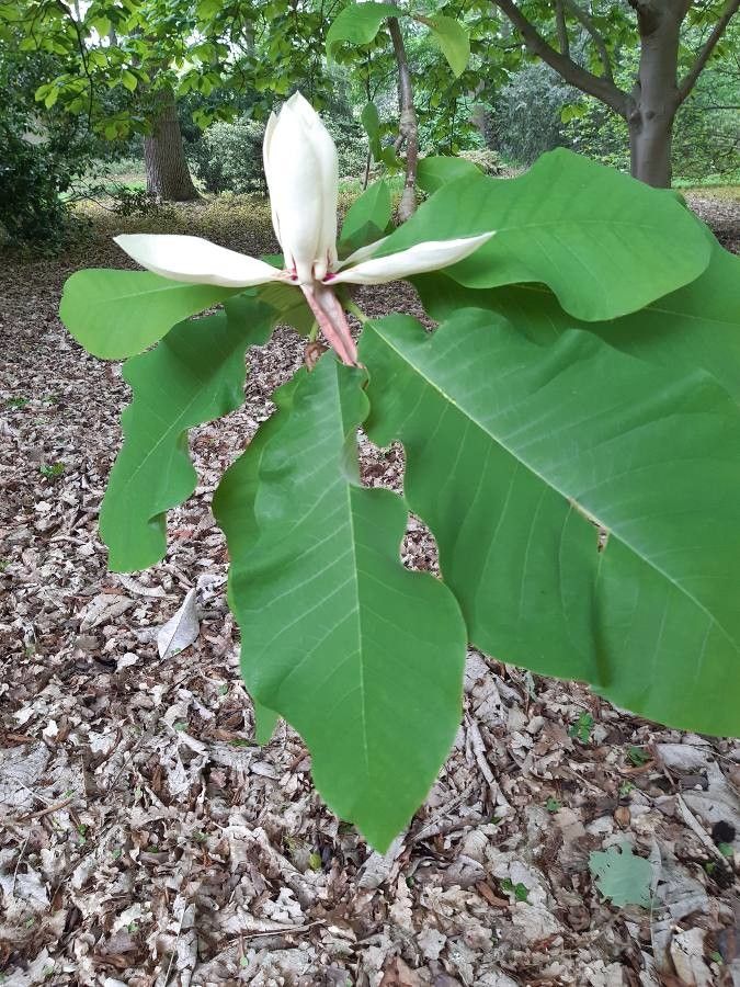 Magnolia officinalis flower