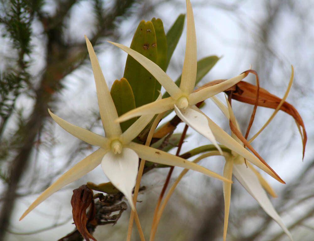Angraecum litorale — houseplant care guide