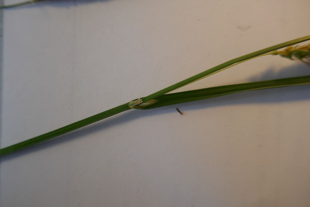 Carex laevigata leaf