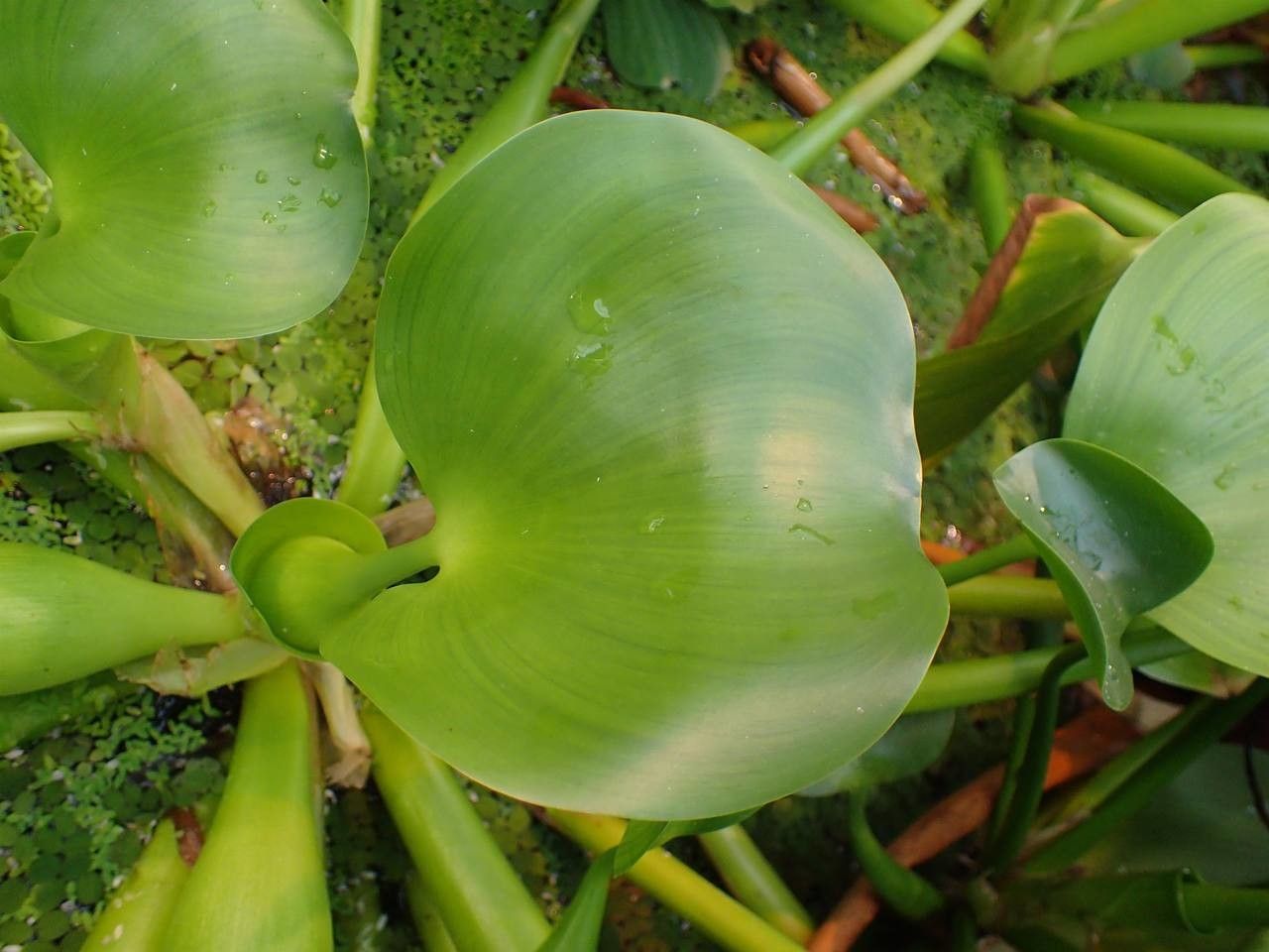 Eichhornia crassipes fruit