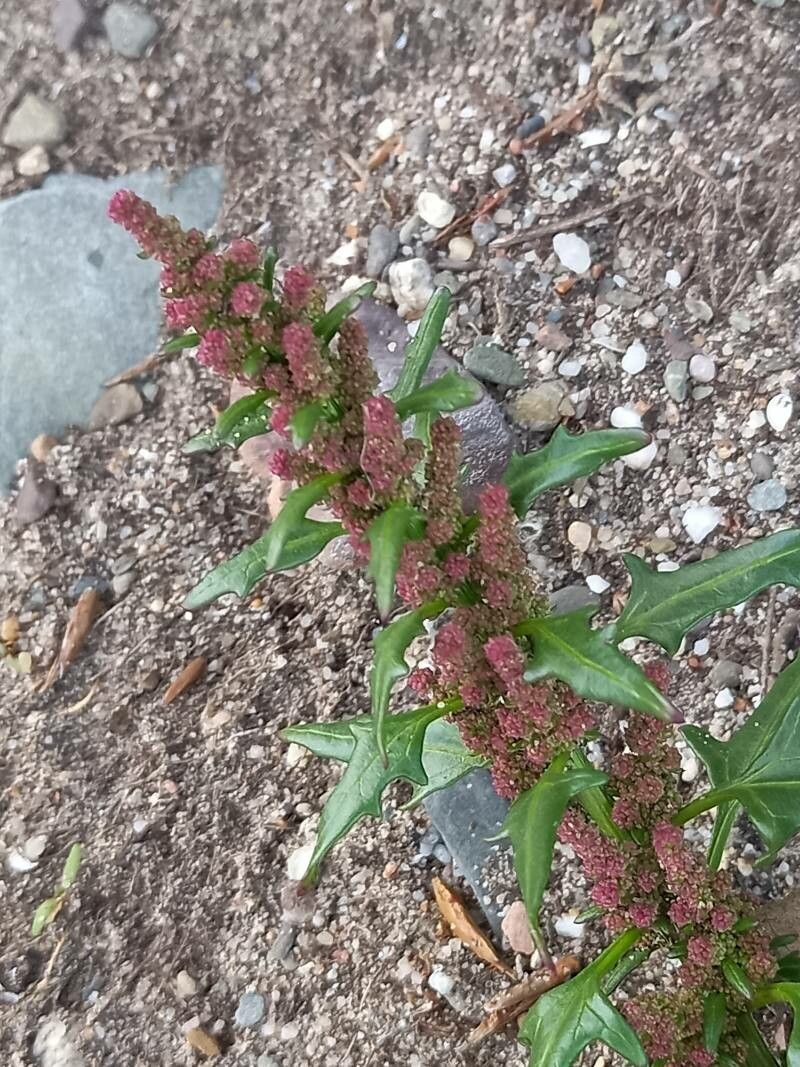 Oxybasis rubra flower