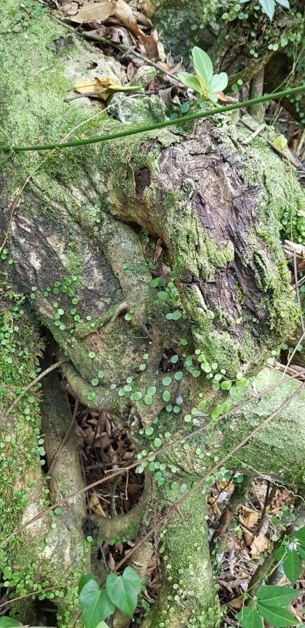 Pyrrosia piloselloides habit