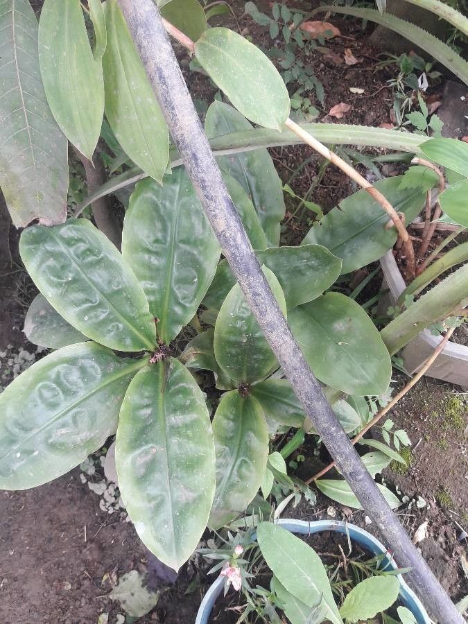 Cheilocostus speciosus bark