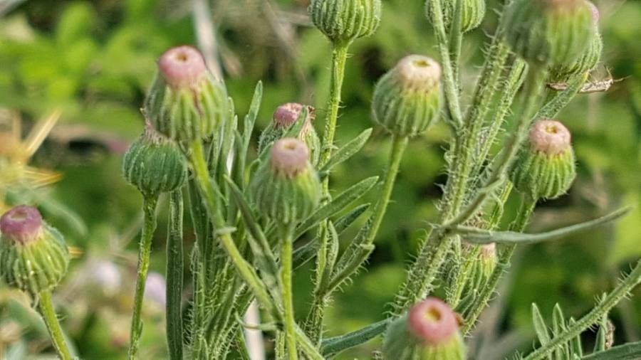 Conyza albida flower