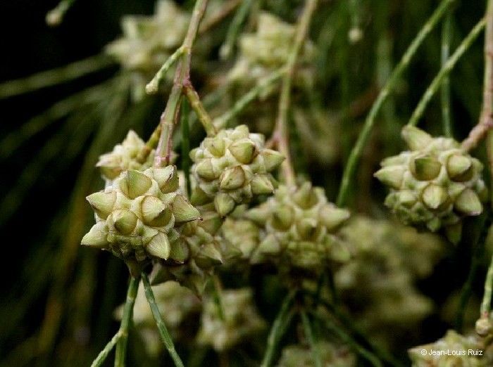 Gymnostoma webbianum — search result for 'Gymnostoma'