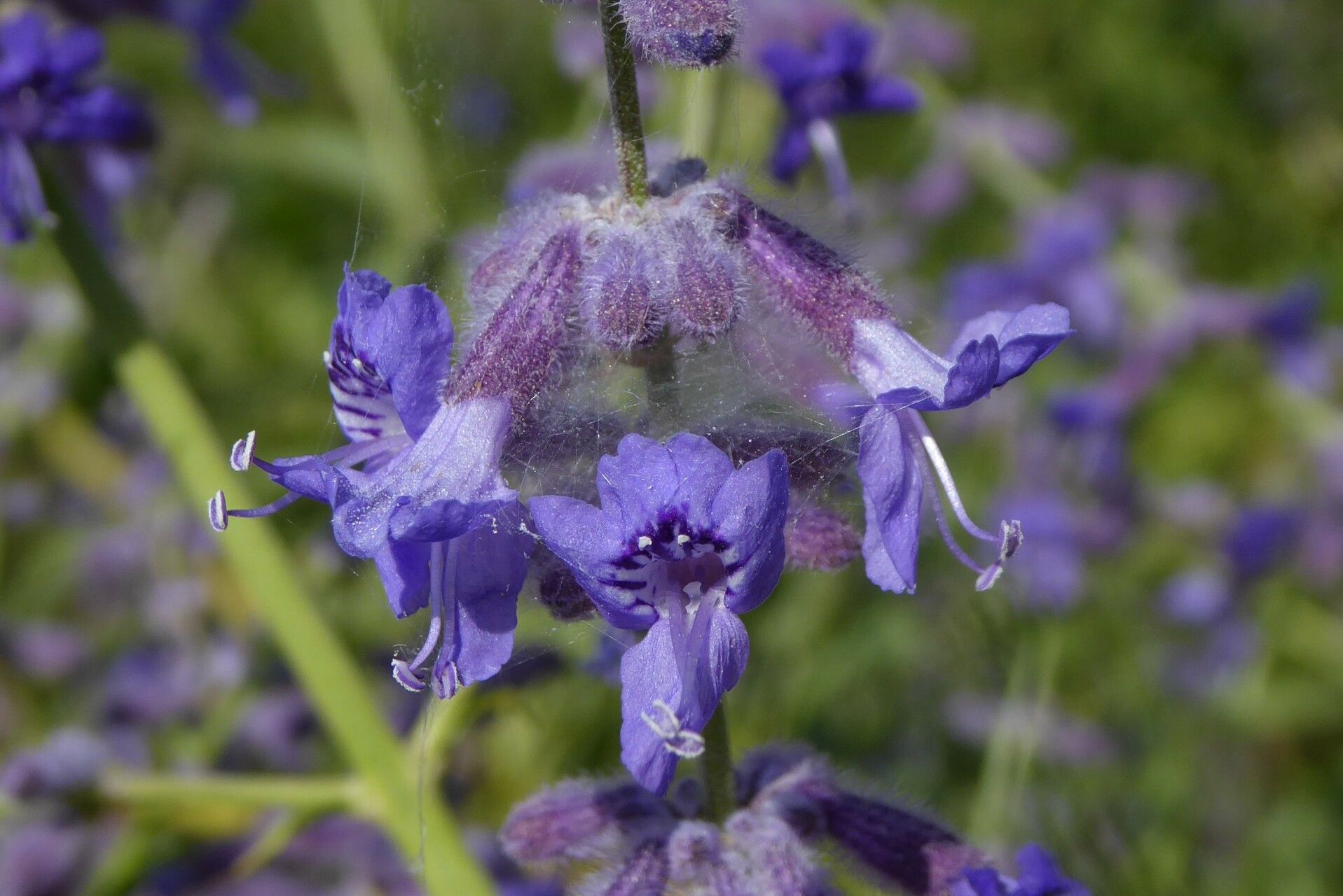 Salvia scrophulariifolia flower