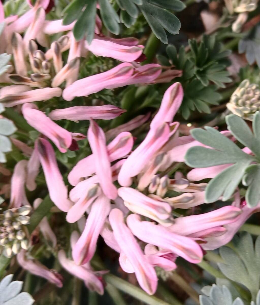 Pterocephalus depressus flower