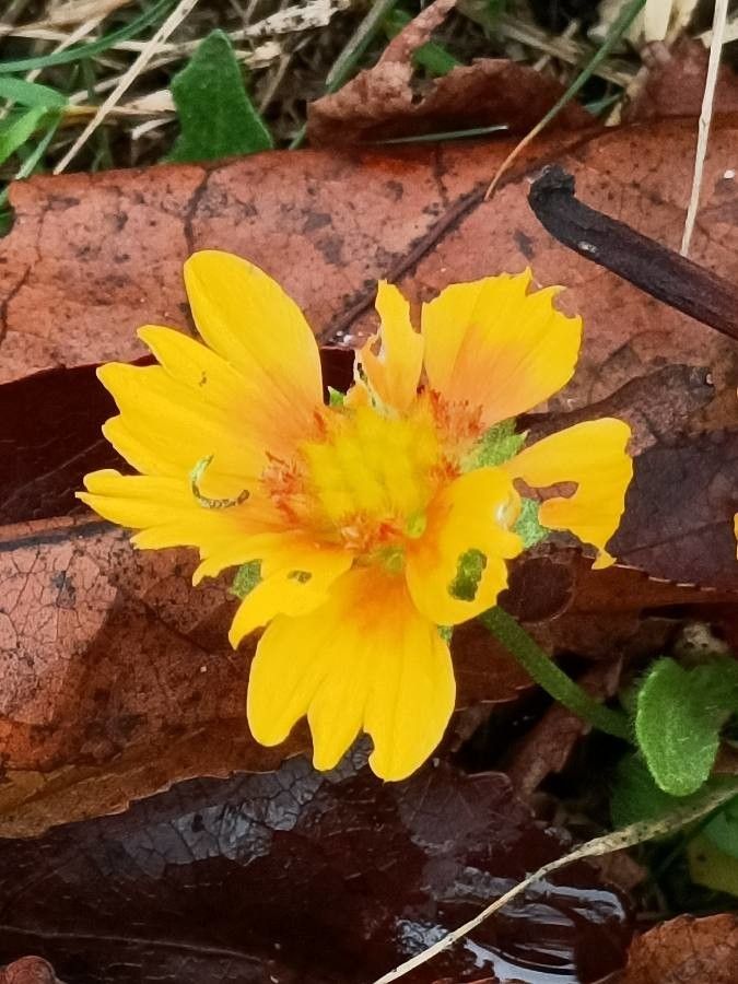 Coreopsis nuecensis flower