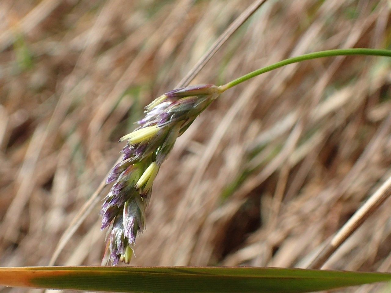 Sesleria caerulea fruit