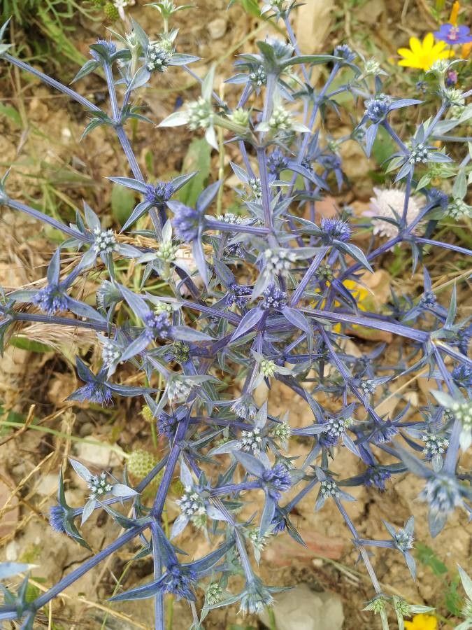 Eryngium creticum — search result for 'Syria'