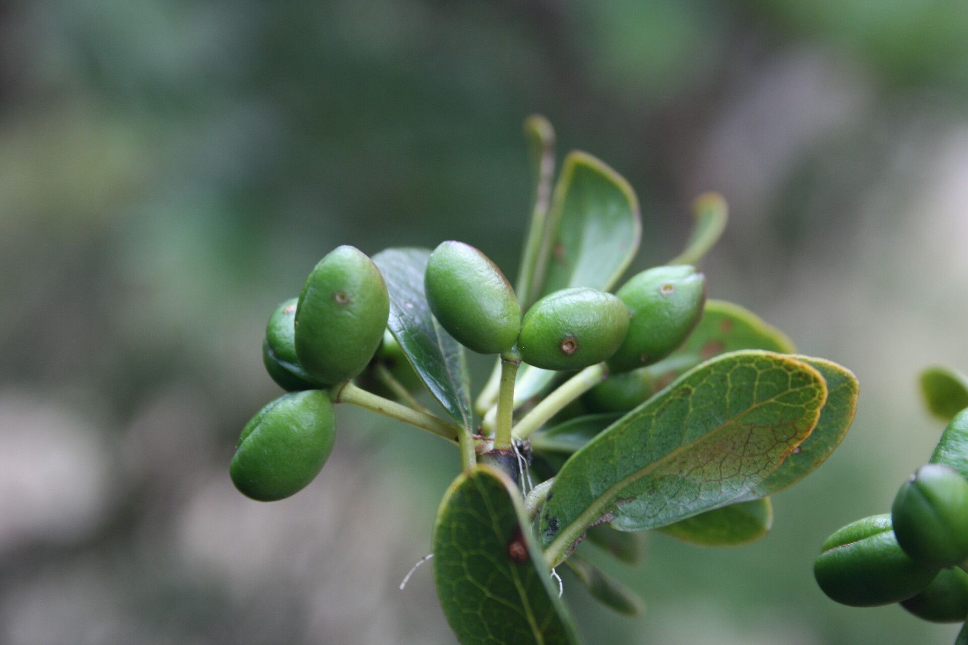 Tasmannia montis-wilhelmi fruit