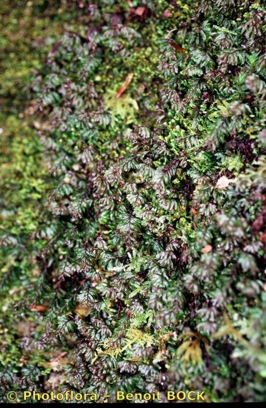 Hymenophyllum wilsonii habit