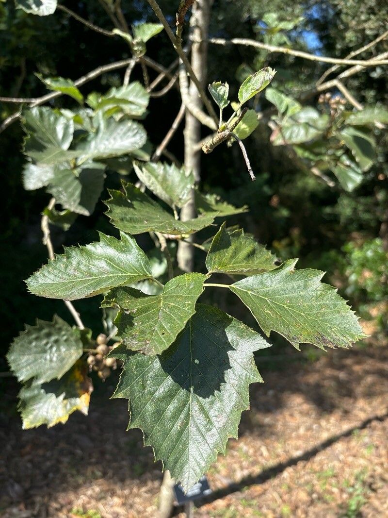 Hedlundia hybrida — related species from the same genus