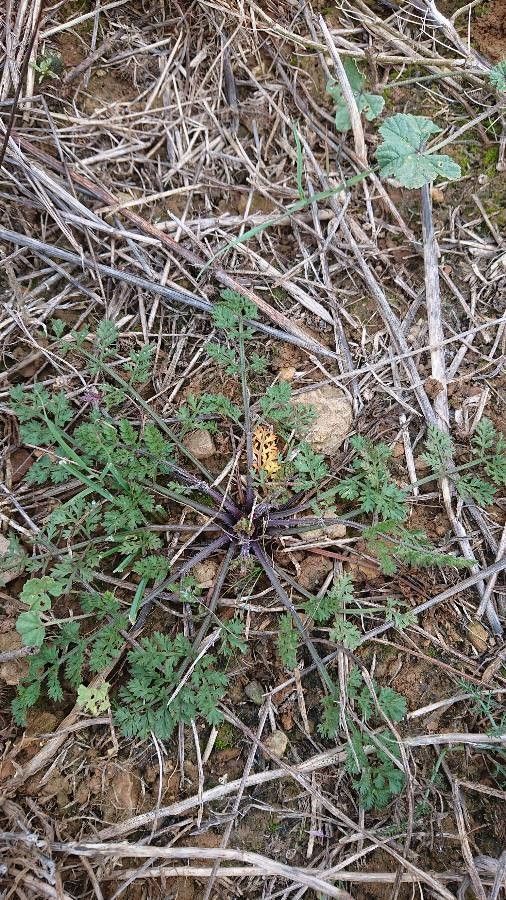 Lomatium insulare — houseplant care guide