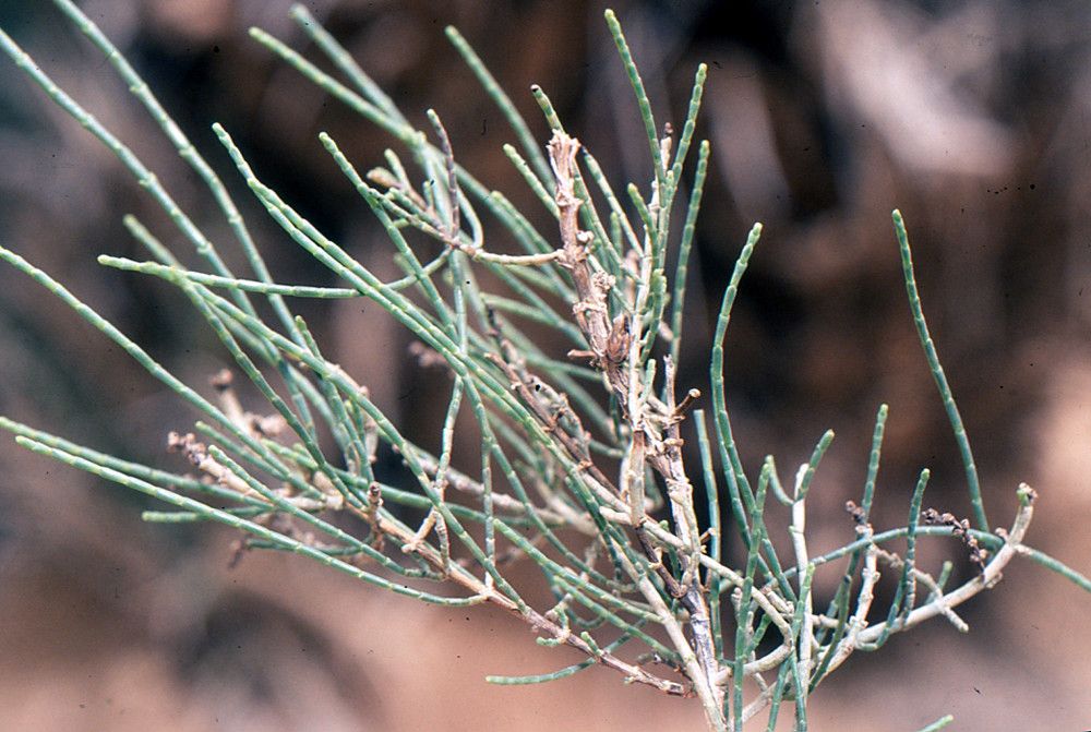 Hammada scoparia other