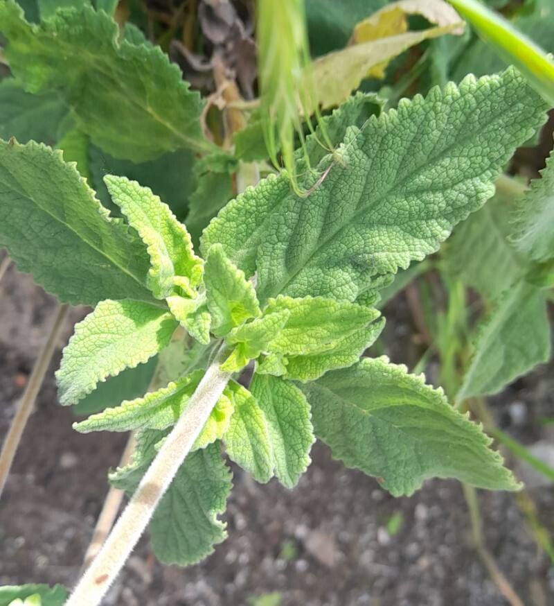 Calceolaria andina — related species from the same genus