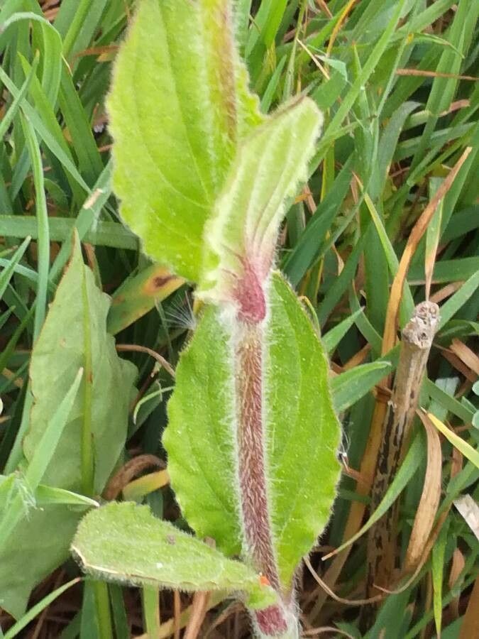 Lychnis flos-jovis bark