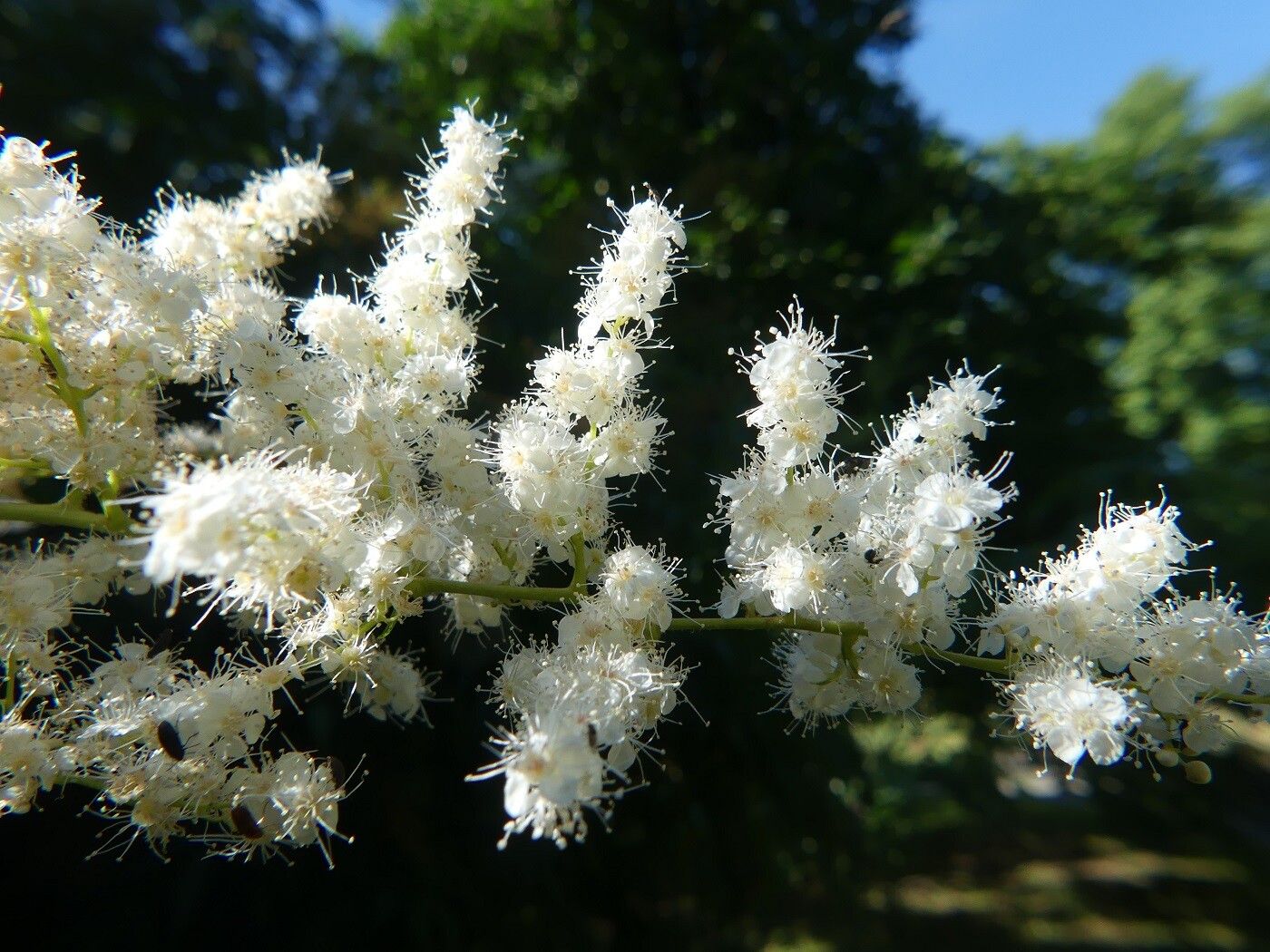 Sorbaria kirilowii flower