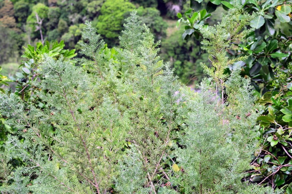 Helichrysum neocaledonicum — houseplant care guide