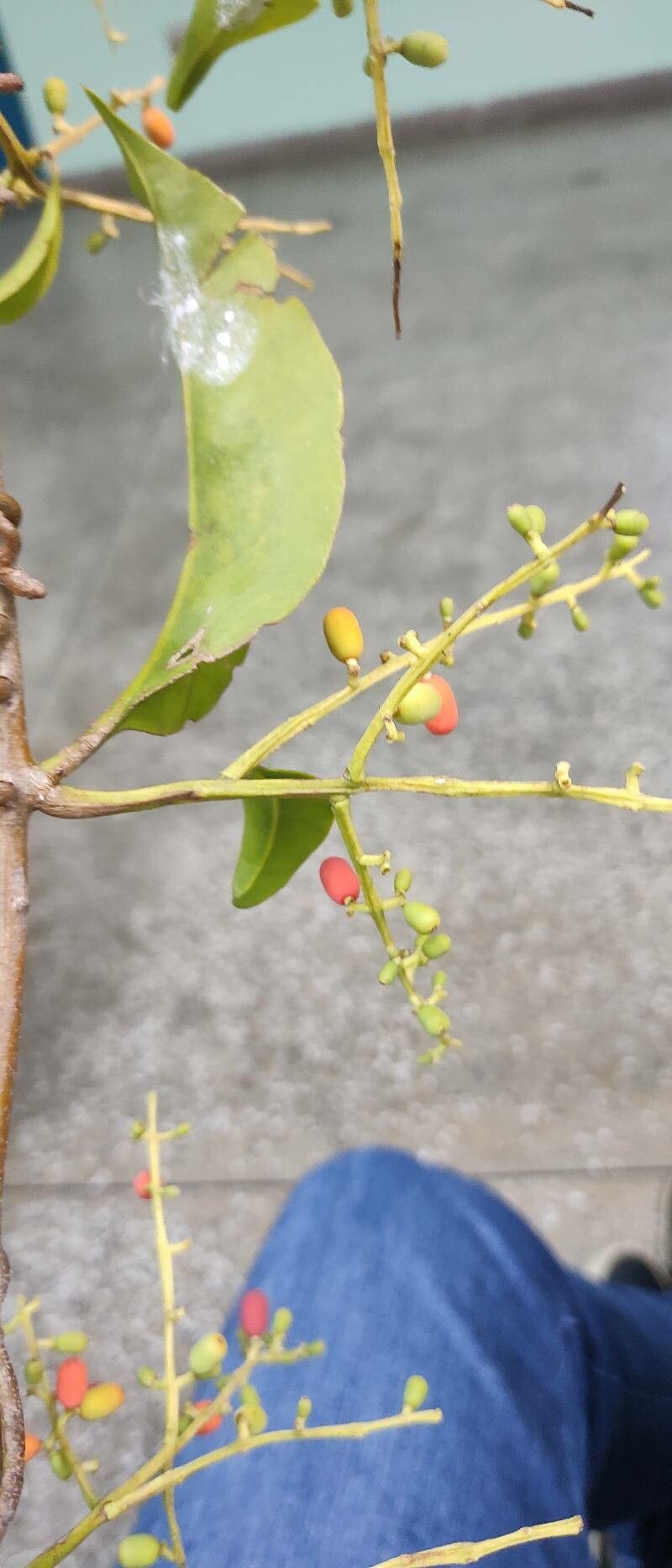 Phthirusa stelis — houseplant care guide