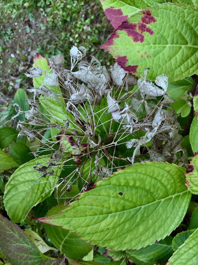 Hydrangea spp. — search result for 'Hydrangea'
