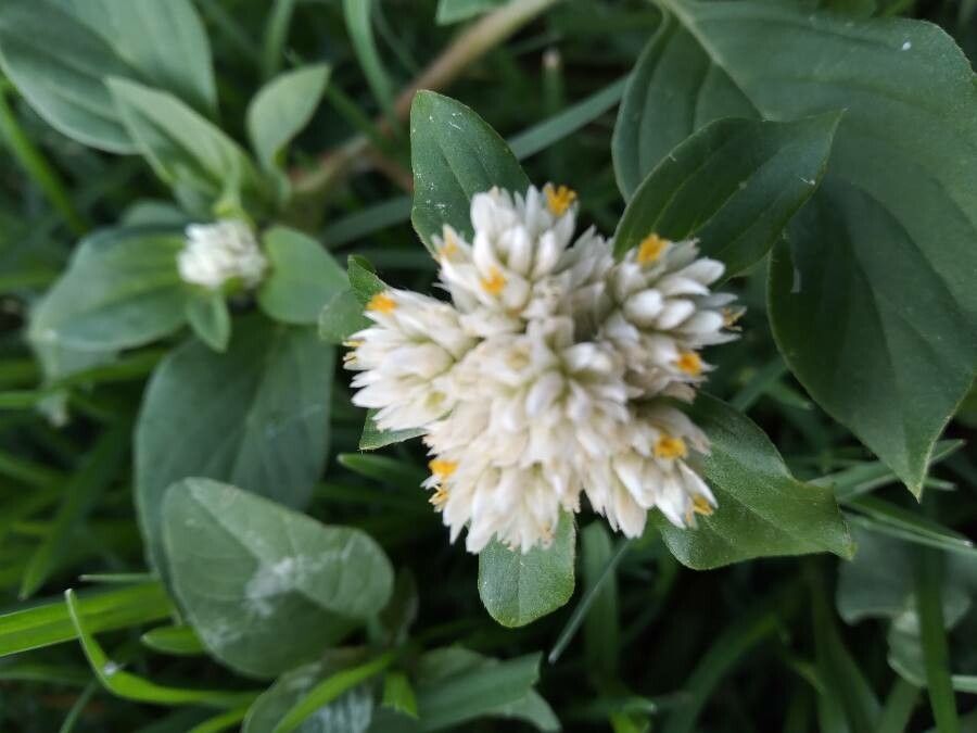 Gomphrena boliviana flower