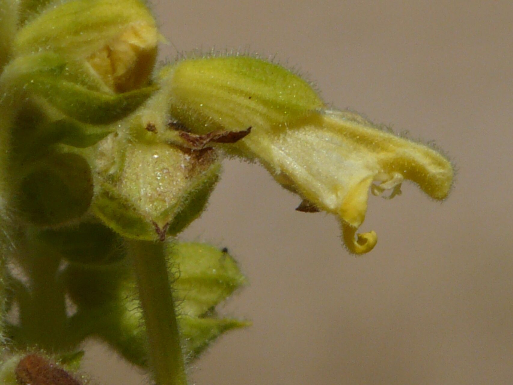 Salvia campanulata flower