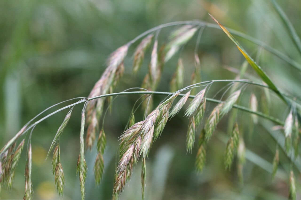 Bromus commutatus flower