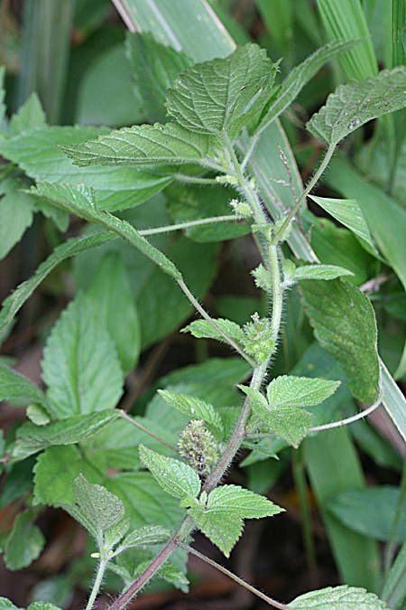 Acalypha scabrosa — houseplant care guide