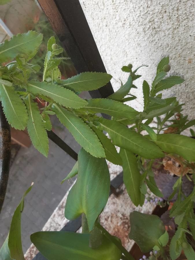 Sphaeranthus indicus — houseplant care guide