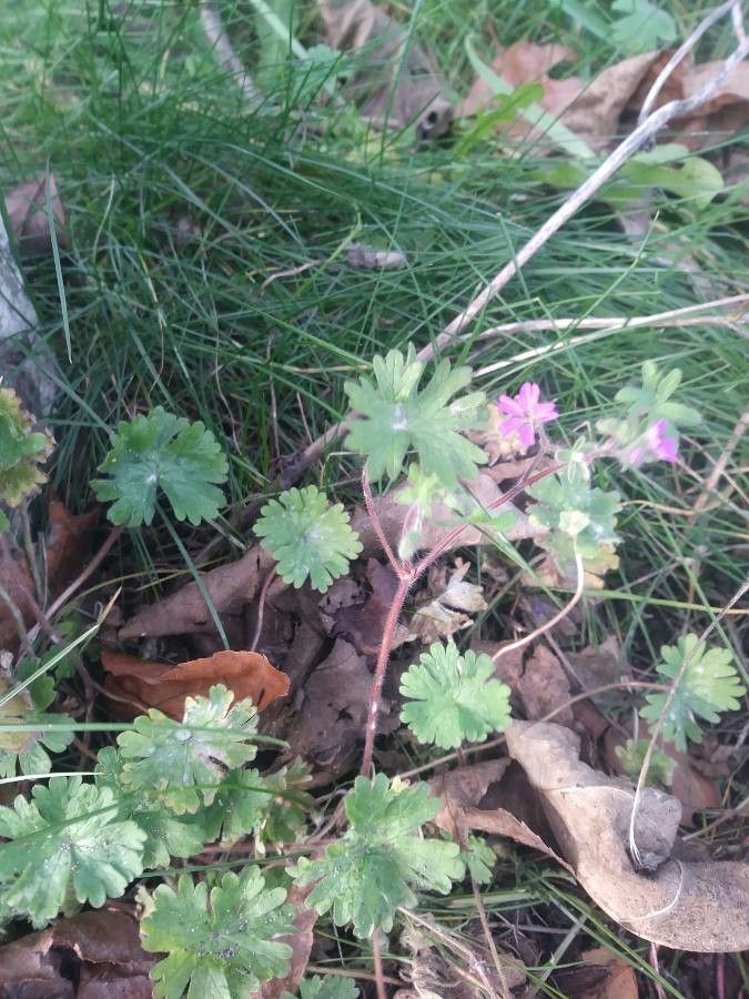 Geranium argenteum flower