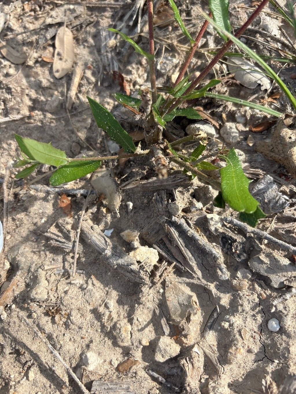 Grindelia scabra flower