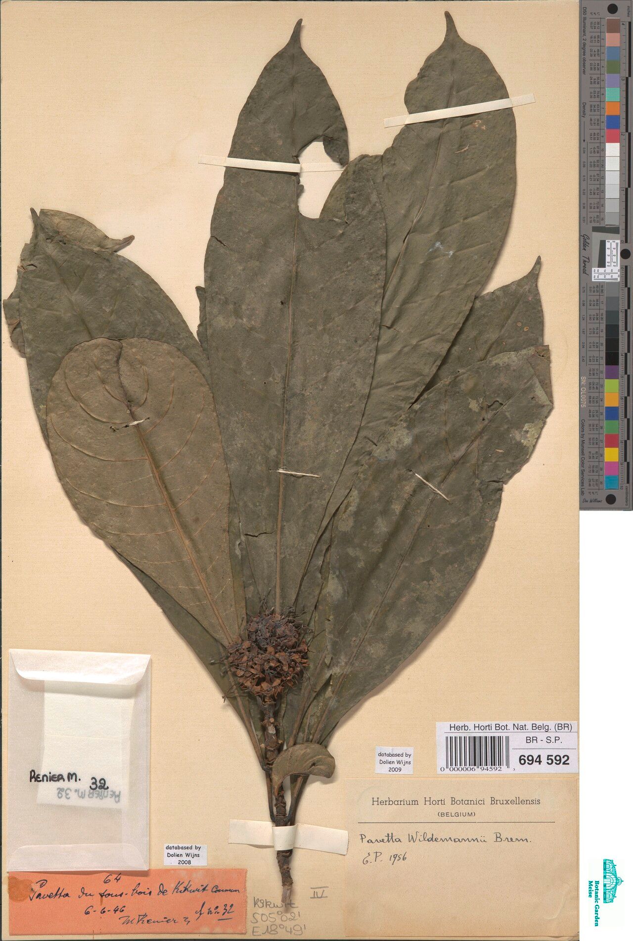 Pavetta wildemannii — houseplant care guide