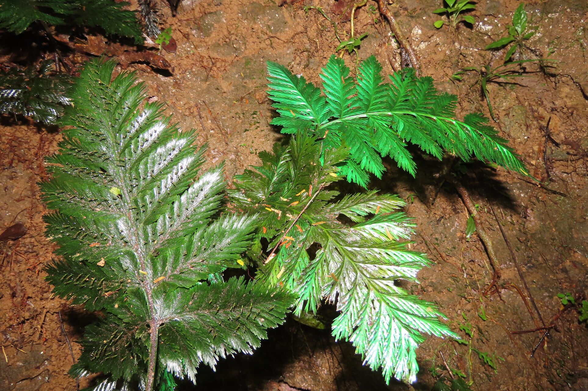 Trichomanes elegans — pet friendly houseplant