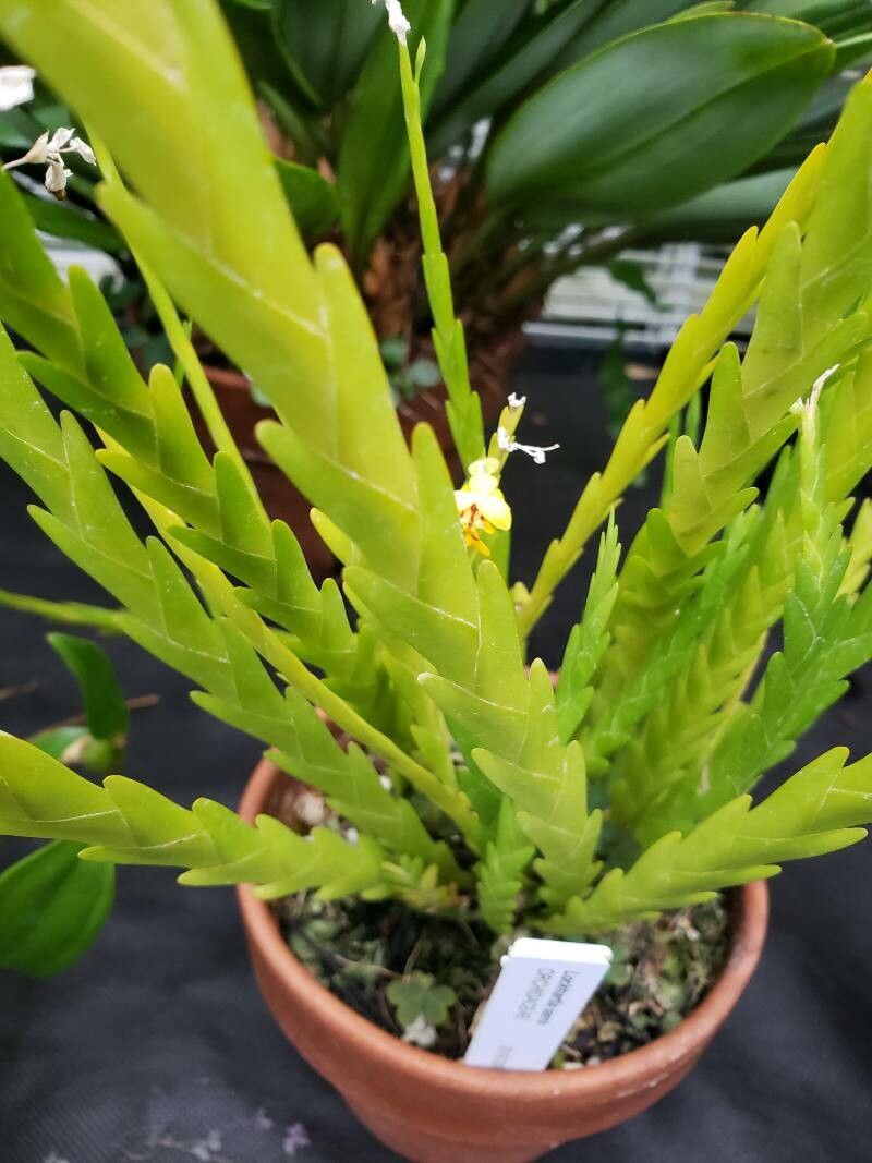 Lockhartia serra leaf