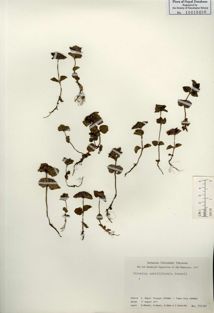 Veronica umbelliformis other