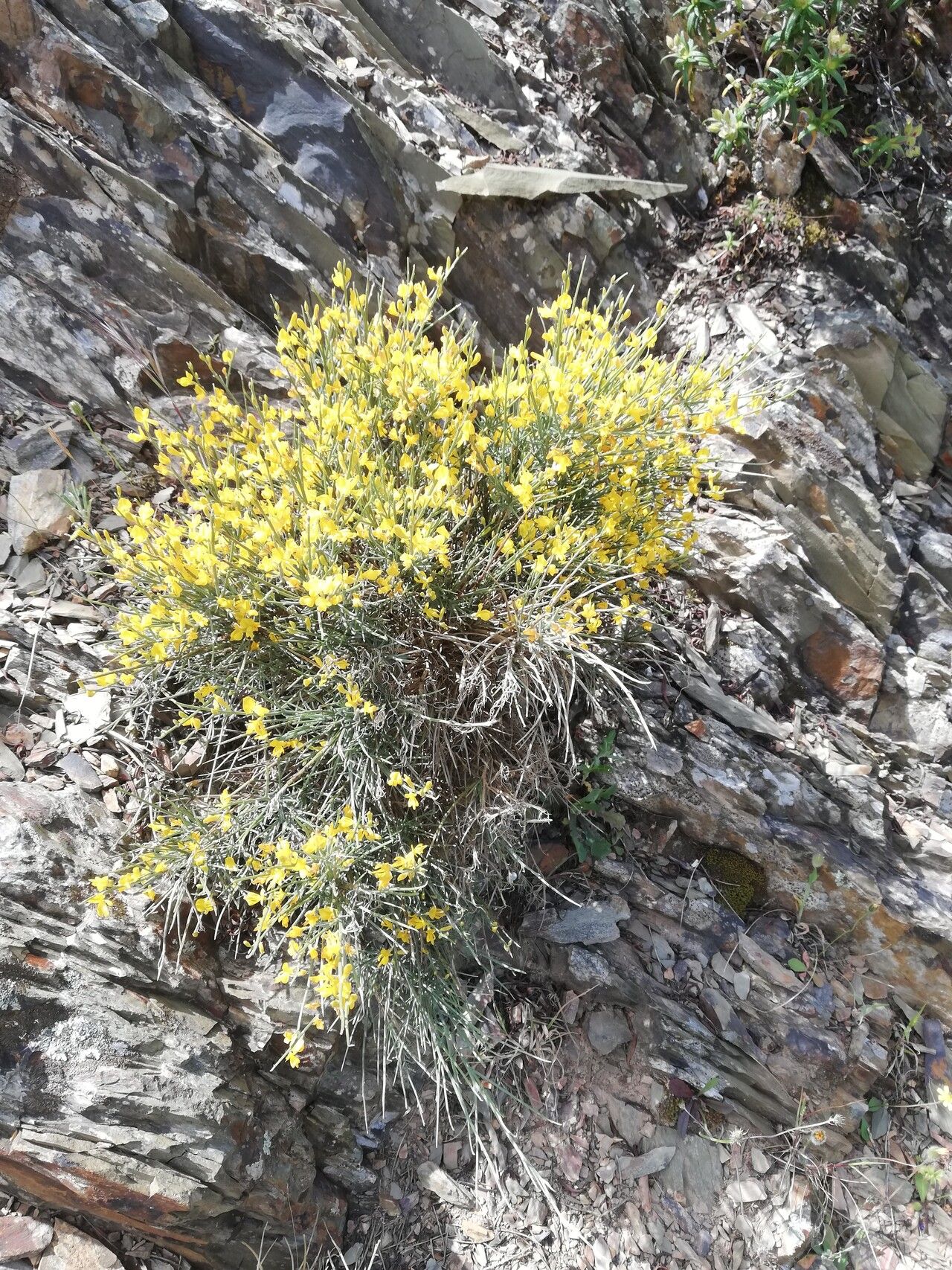 Genista spartioides flower