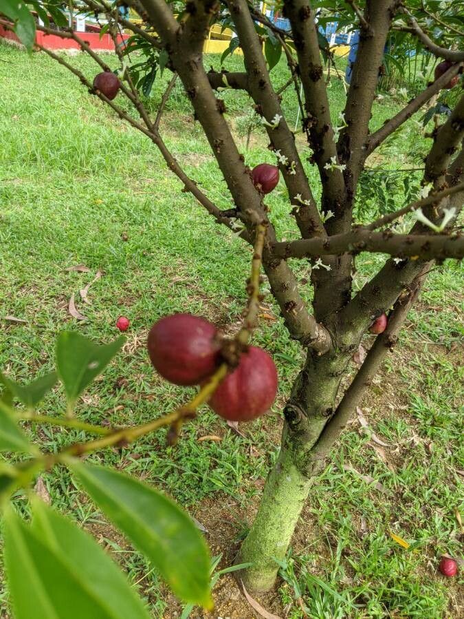 Phaleria macrocarpa bark