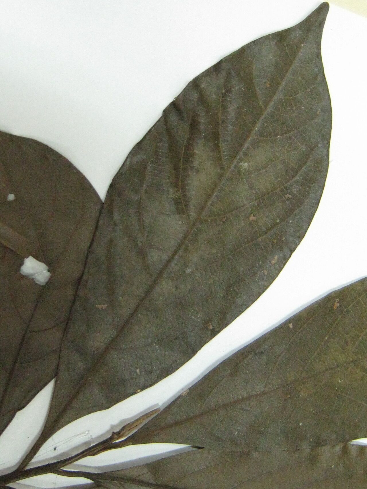 Ocotea oblonga — houseplant care guide