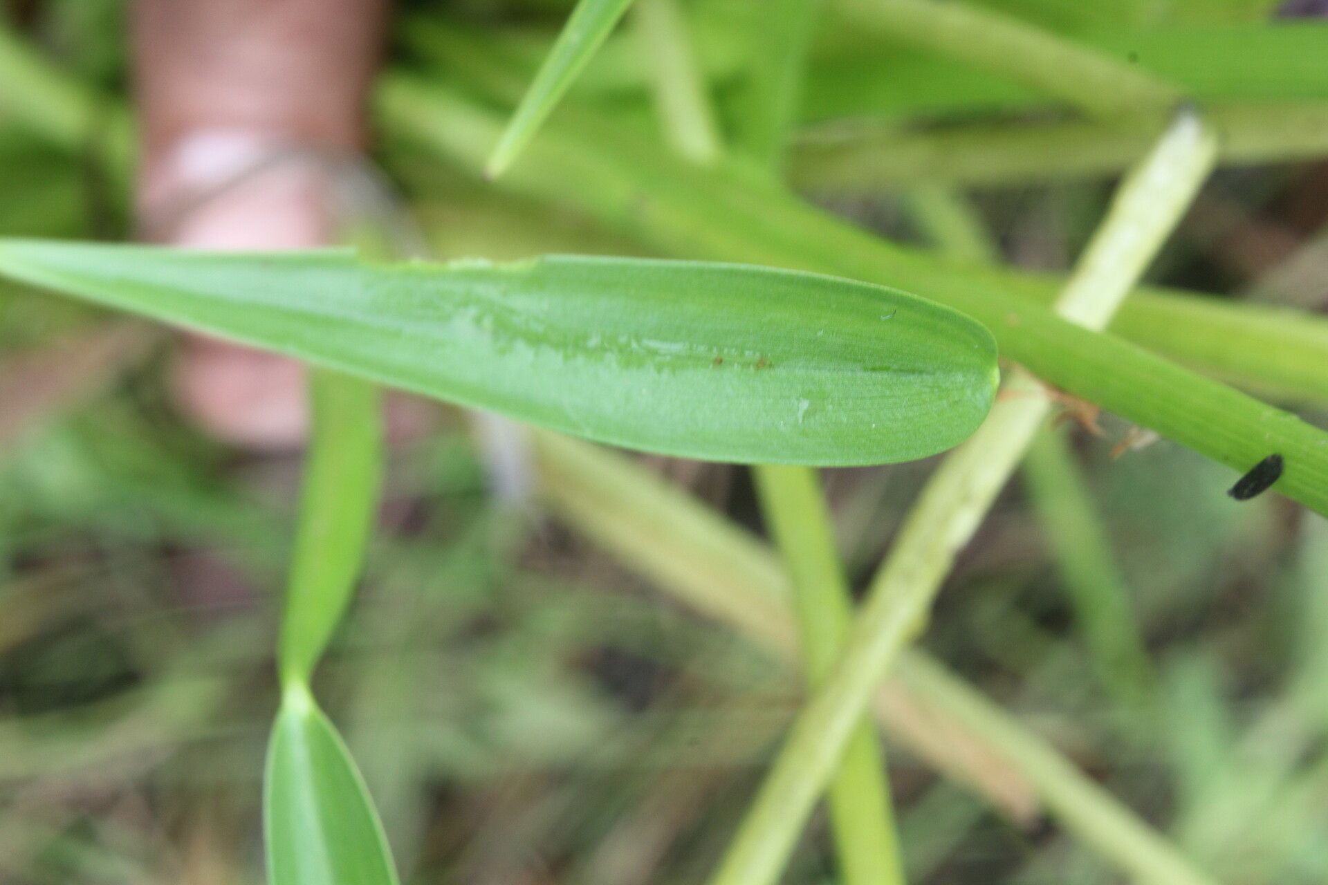 Pontederia paradoxa — search result for 'Pontederia'