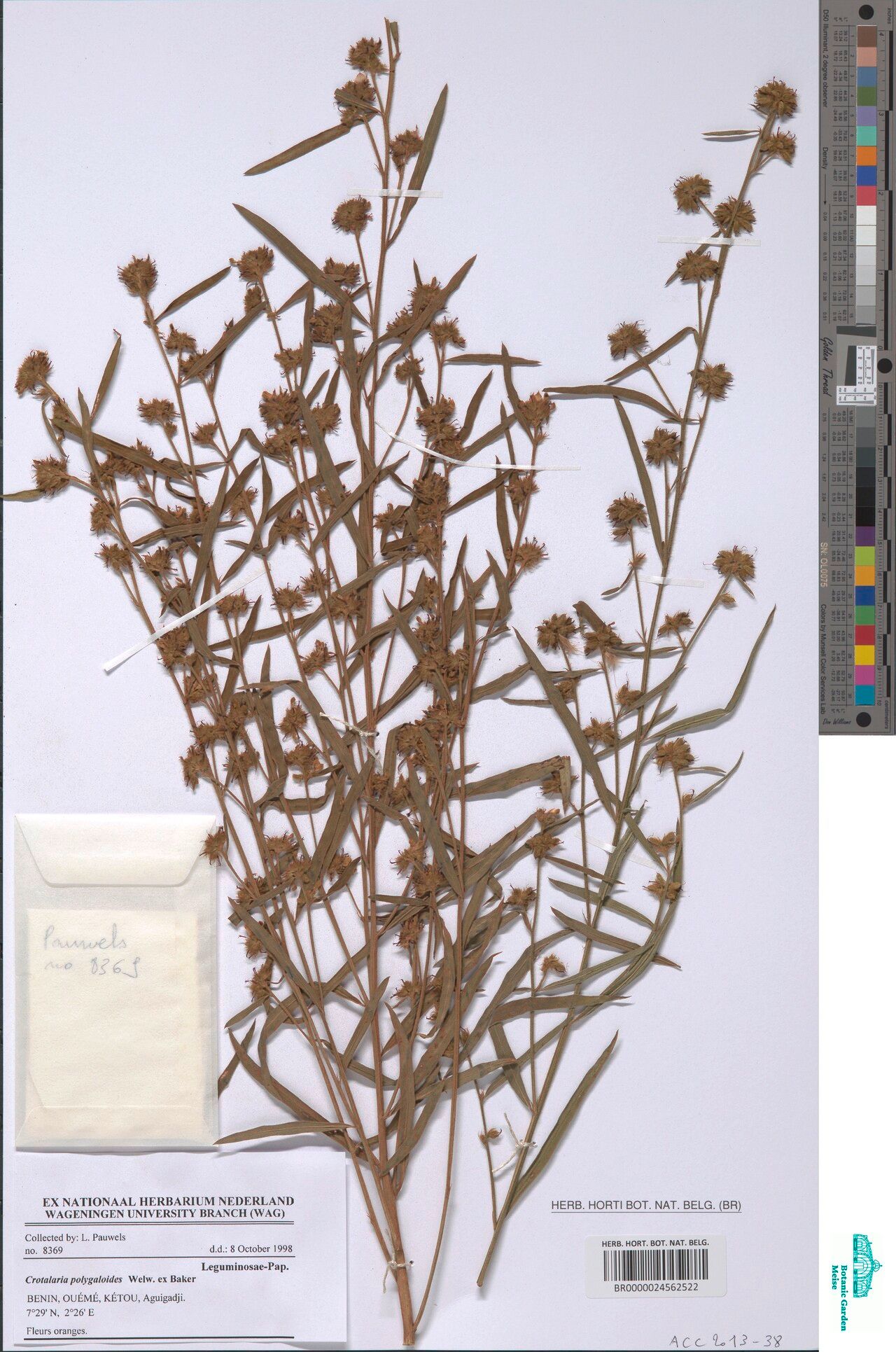 Crotalaria polygaloides — houseplant care guide