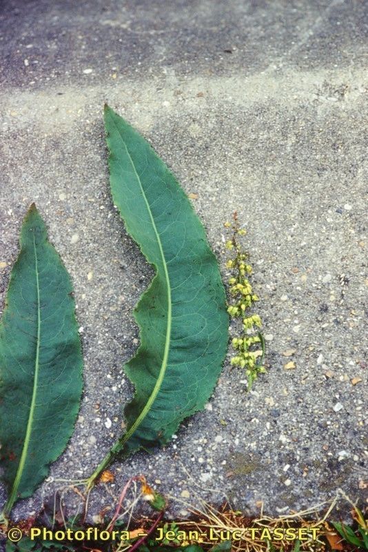 Rumex × heterophyllus other