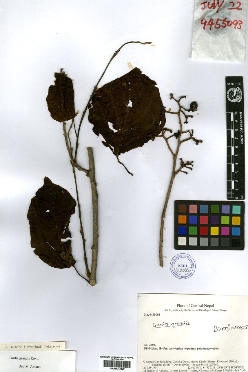 Cordia grandis — houseplant care guide