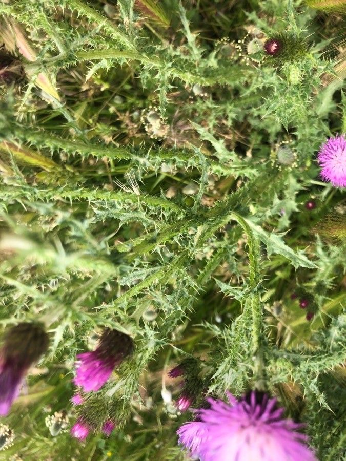 Carduus acanthoides — related species from the same genus