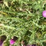 Carduus acanthoides