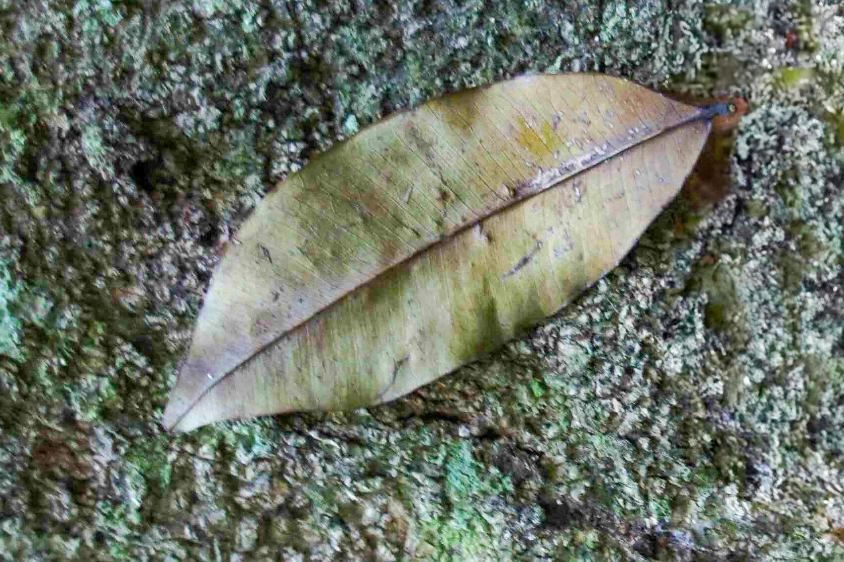 Prioria joveri — related species from the same genus