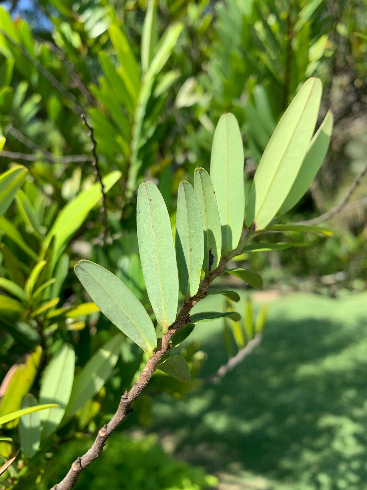 Xylopia emarginata — houseplant care guide