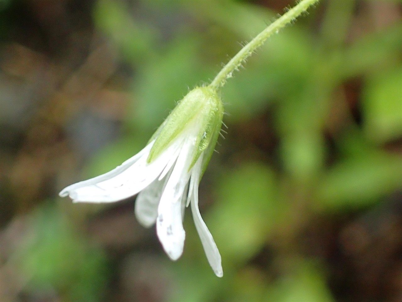 Stellaria nemorum fruit
