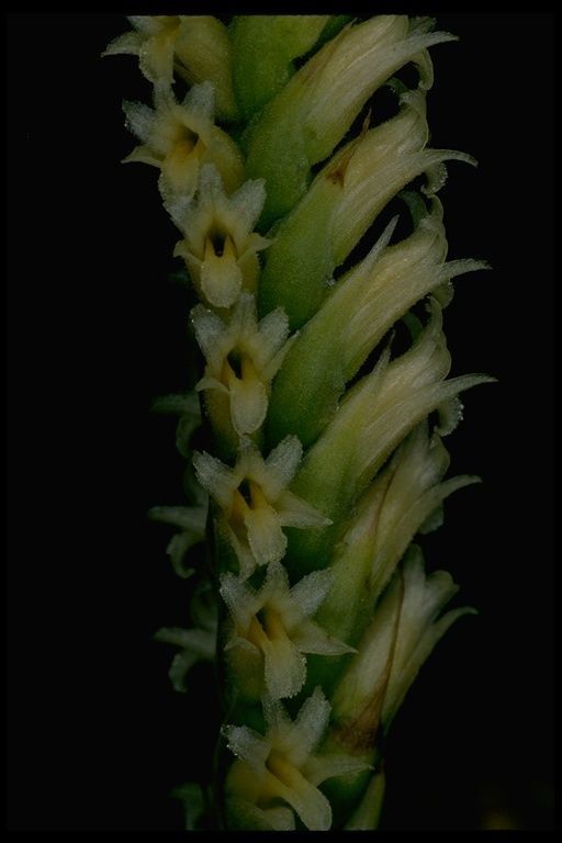 Spiranthes porrifolia — search result for 'Spiranthes'